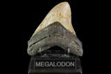 Fossil Megalodon Tooth - North Carolina #109723-1
